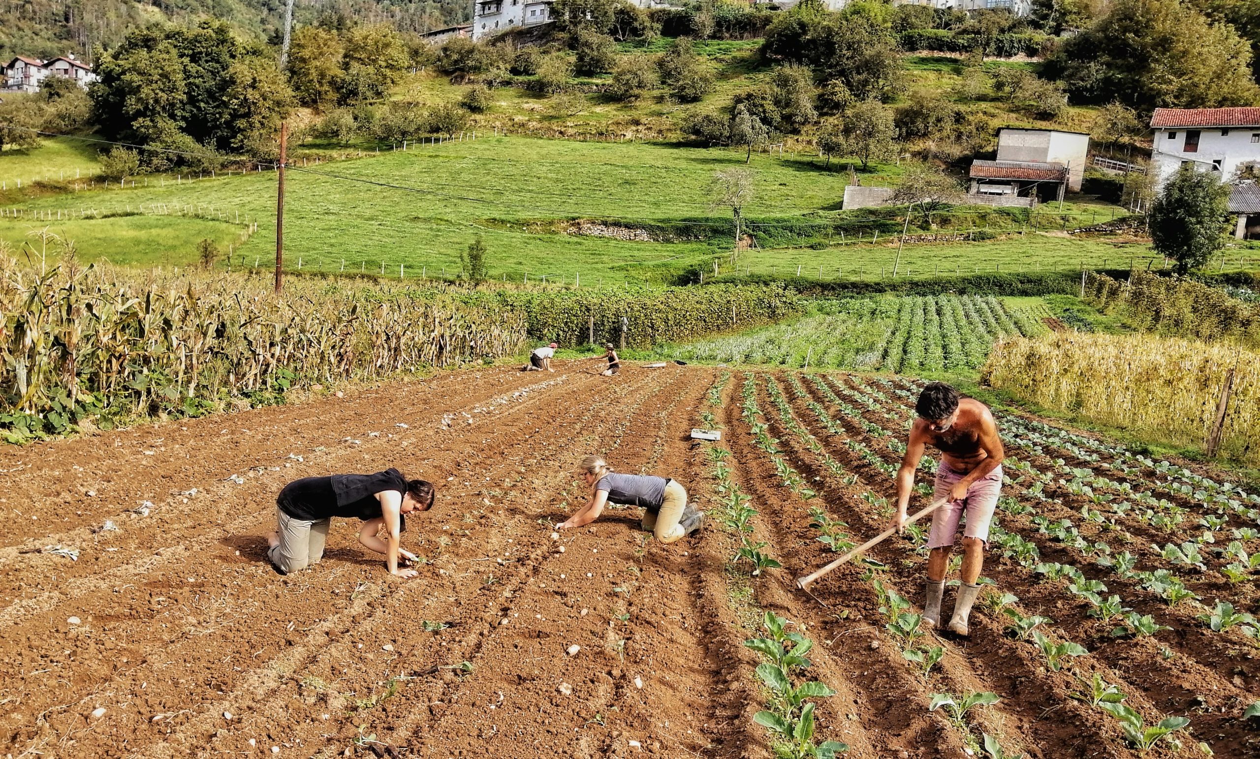 Farm labourers in a field, planting seedlings and preparing the soil. The field is surrounded by rows of corn plants and in the background is a hillside dotted with a houses.