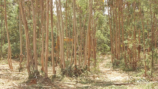 Image shows the trunks of eucalyptus trees in a forest to exemplify a eucalyptus plantation. The plantation floor is littered with leaves and pieces of bark from the eucalyptus.