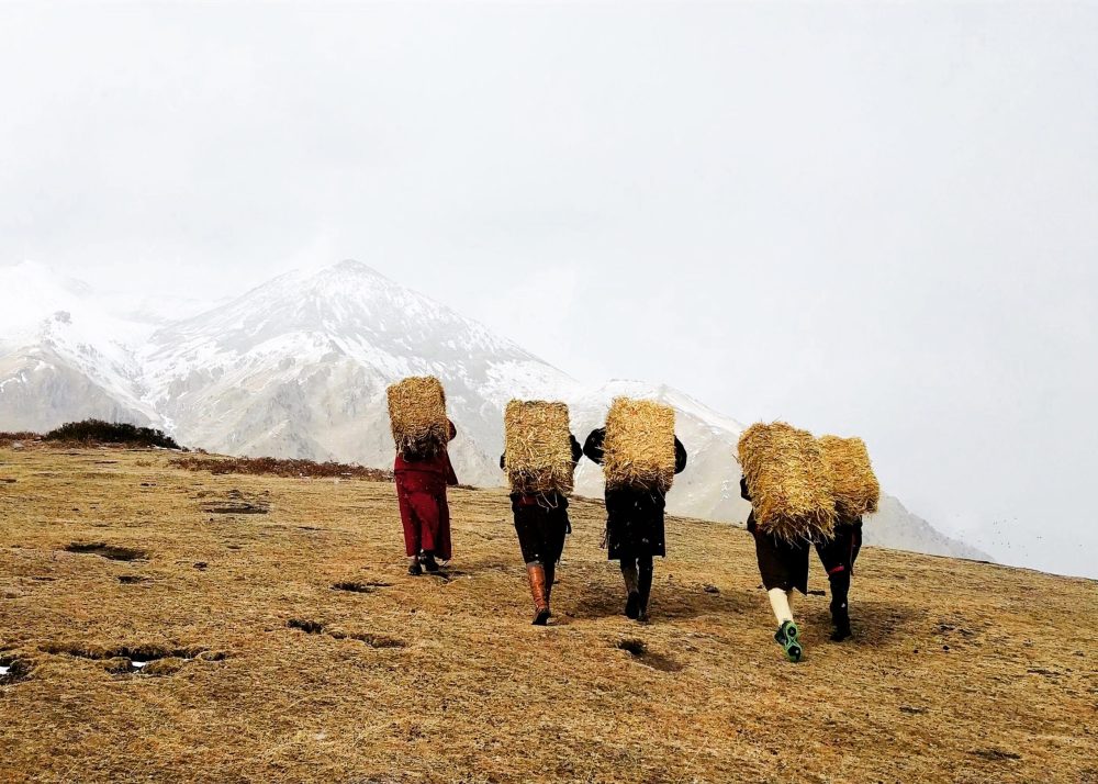 people carrying bales of fodder on a mountainside in winter