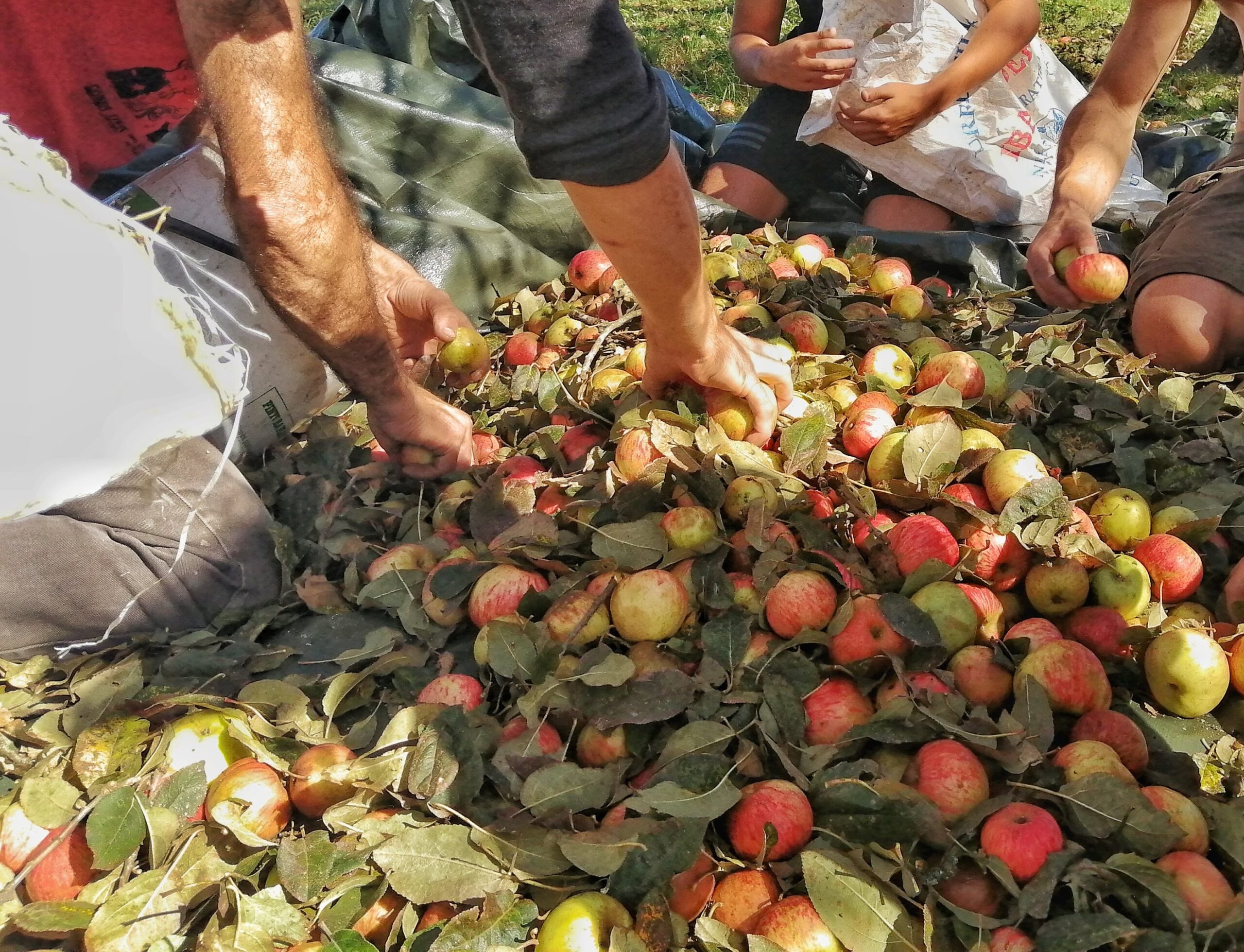 Image shows a pile of rosy apples and leaves spread out on the ground. The arms of several people can be seen sorting through the apples.