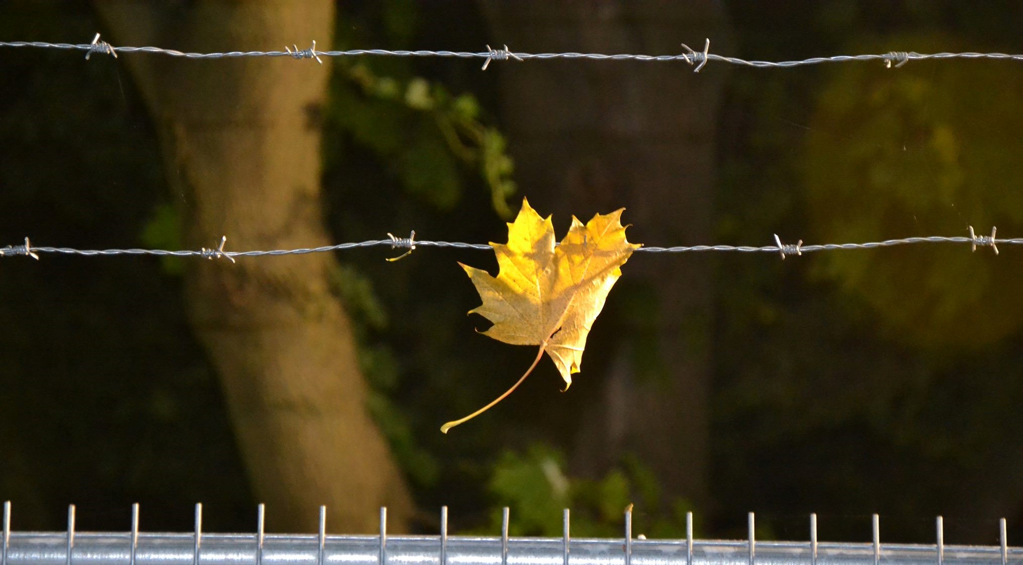 A maple leaf hangs off of a barbed wire. Below is the top of a metal railing and in the background are several blurred tree trunks and foliage.